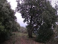 nte Ilice-20110120 047
